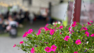 Kuvassa pinkkejä kukkia kukkaamppelissa, takana hahmoja, jotka eivät erotu tarkkaan.