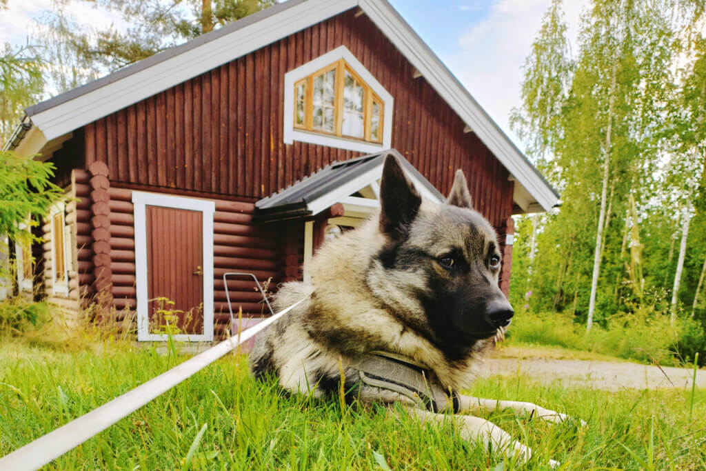 Koira makaa rakennuksen edessä kesällä Himoksella.