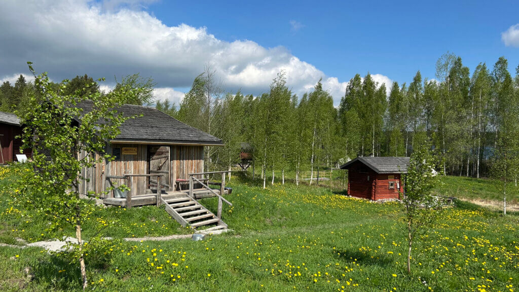 Kesä Jämsän Saunakylässä, Savusaunoja, koivuja, joissa paljon lehtiä ja voikukkia. Puolipilvinen keli.