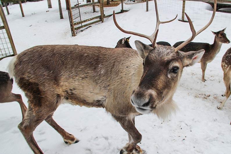 lasten talvi himoksella