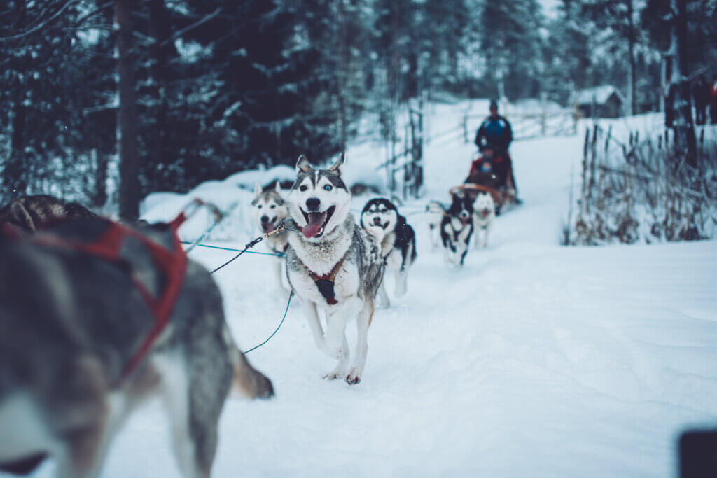 Huskyajelu talvisessa maisemassa. Koiravaljakko vetää ihmisiä reen kyydissä.